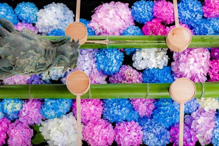 柳谷観音・楊谷寺 あじさい