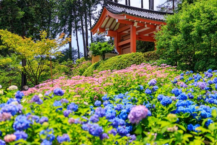 三室戸寺 あじさい