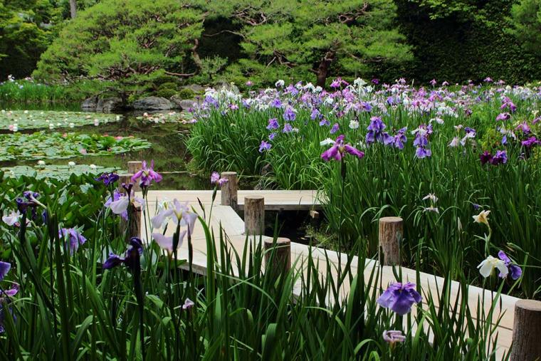 平安神宮神苑 花菖蒲
