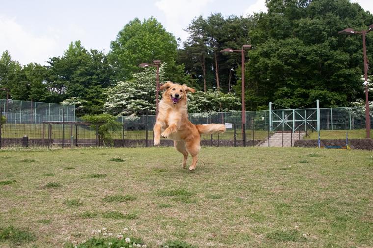 那須温泉ホテルエピナール那須　ドッグガーデン