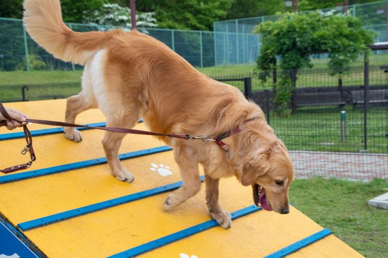 那須温泉ホテルエピナール那須　ドッグガーデン