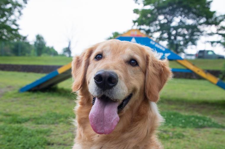 那須温泉ホテルエピナール那須　ドッグガーデン