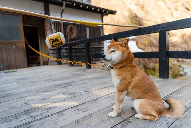銀山温泉　看板犬