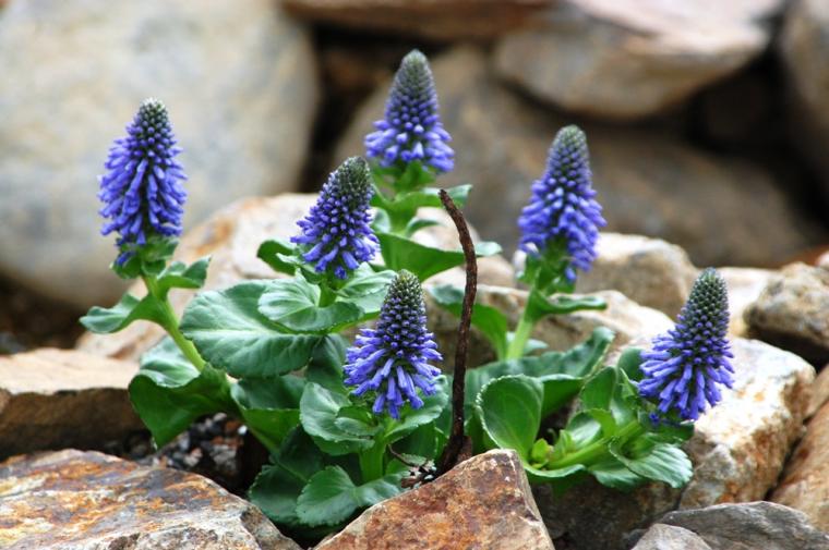 登山家の間で人気のウルップソウ