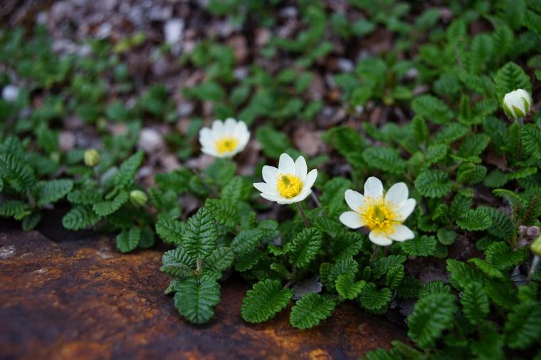 白い花びらが美しいチョウノスケソウ