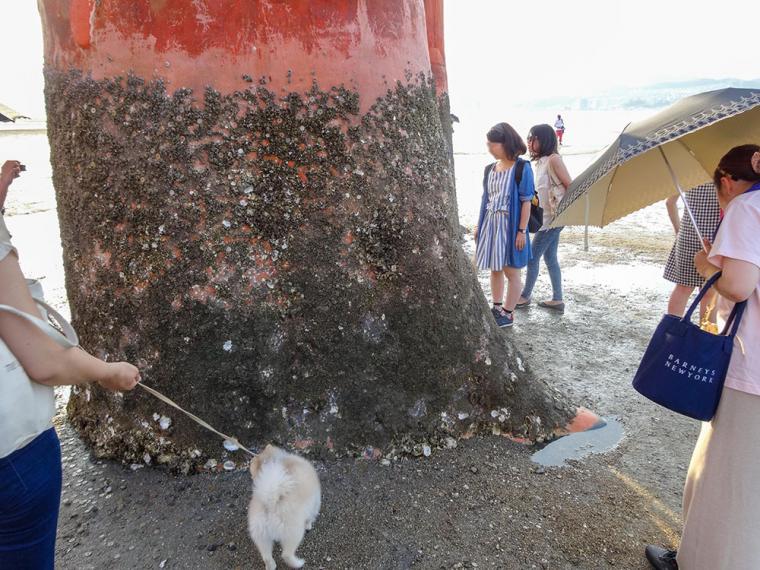 嚴島神社の鳥居の真下
