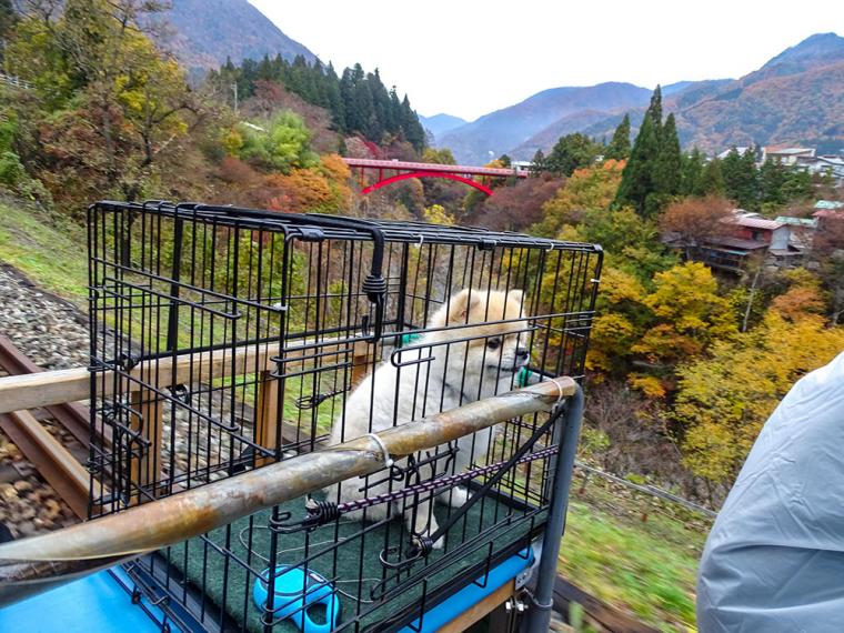 ガッタンゴーのペットケージ