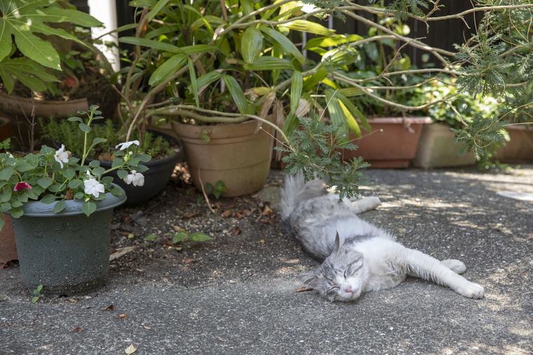 豊玉姫神社参道の猫