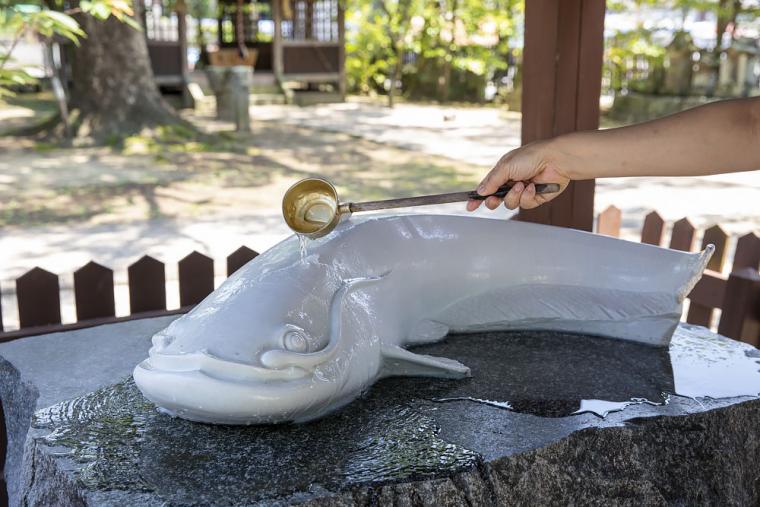 豊玉姫神社の白なまず様