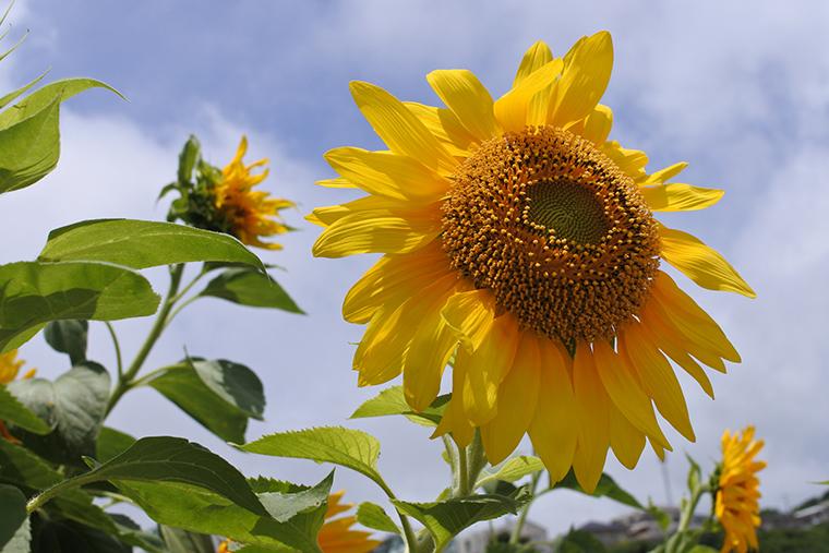 国営明石海峡公園