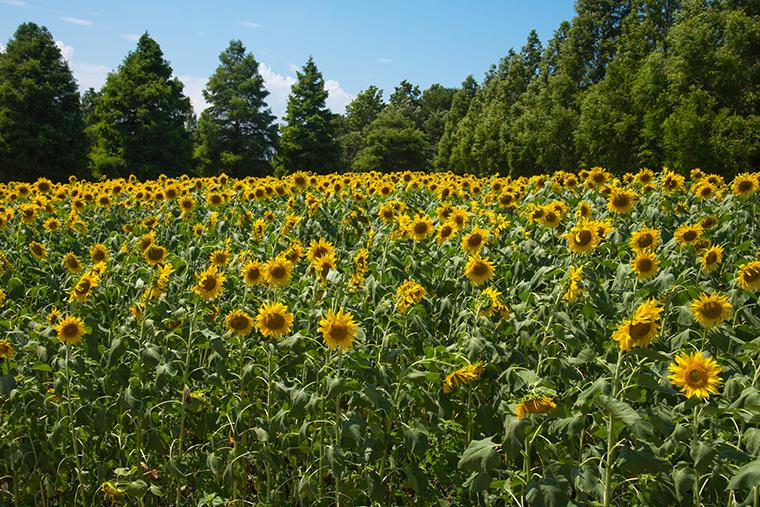 滋賀農業公園ブルーメの丘