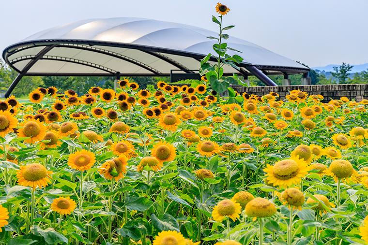 奈良県営馬見丘陵公園