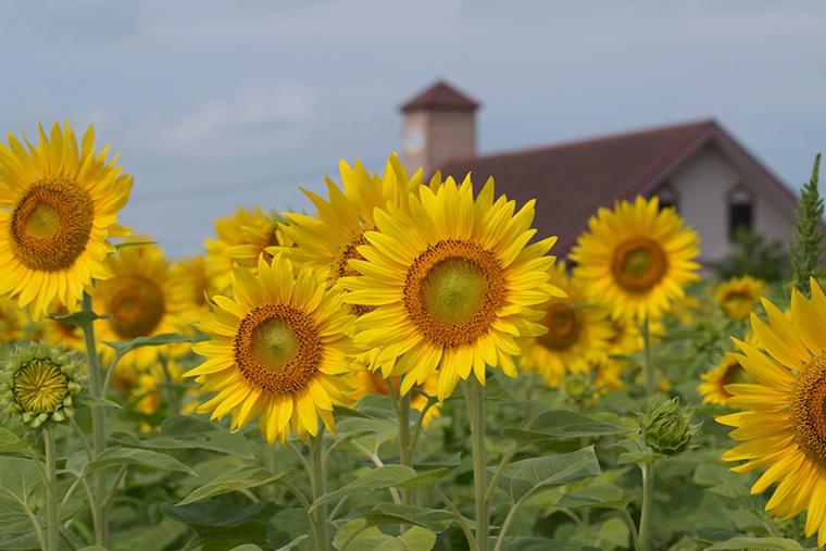 道の駅あいとうマーガレットステーション