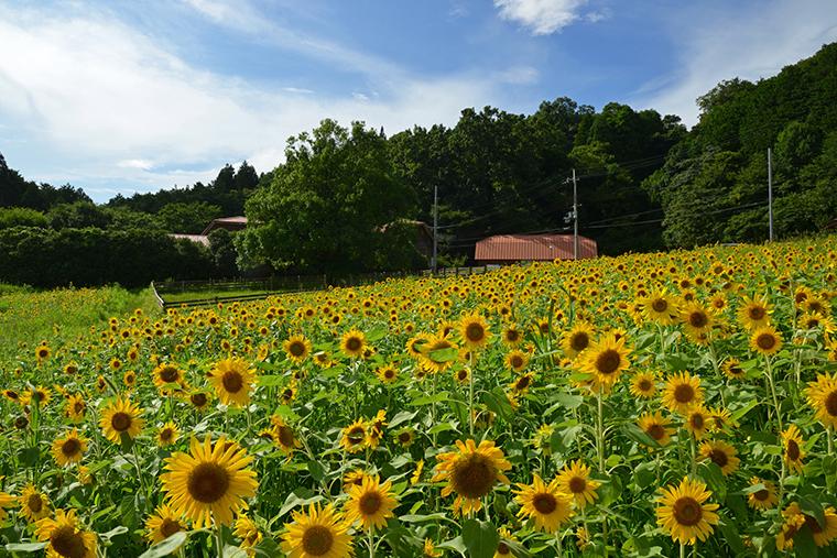 綾部ふれあい牧場