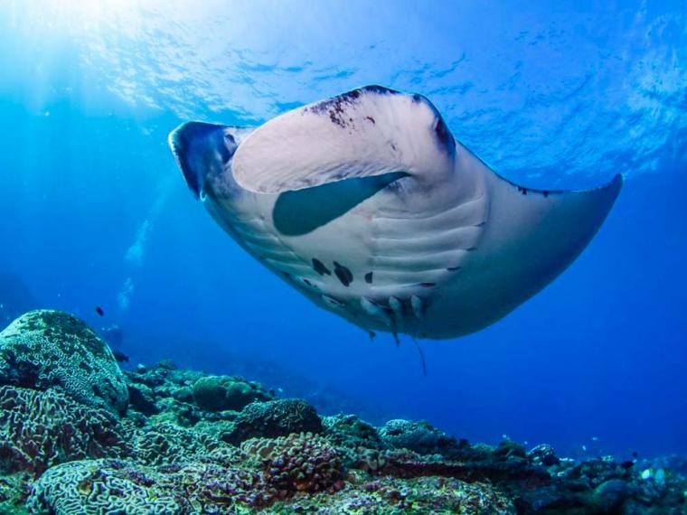 石垣島 マンタポイントシュノーケリング