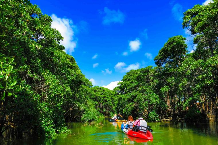 億首川マングローブカヤックツアー