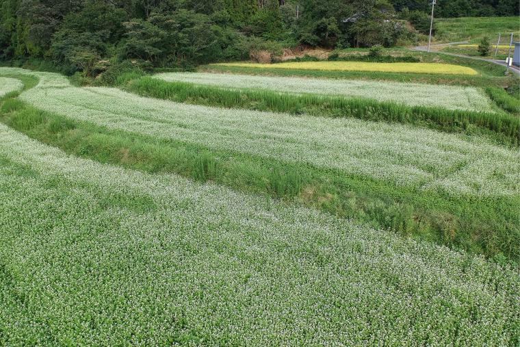 犬甘野の蕎麦畑