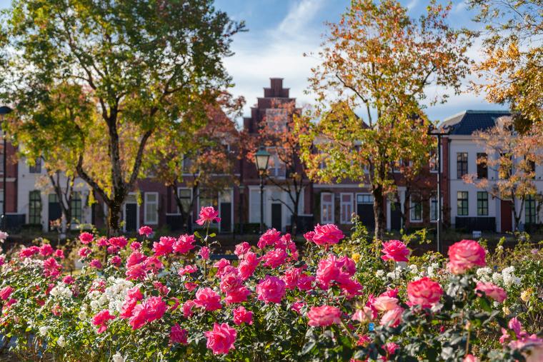 ハウステンボス　花の街の大収穫祭　秋バラ