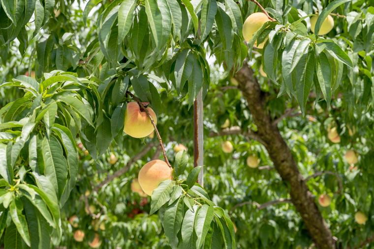 山梨・石和温泉から行ける！朝採れフルーツパフェを楽しめるカフェ