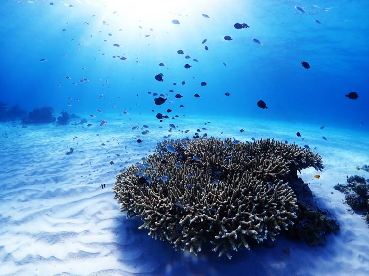 慶良間諸島国立公園