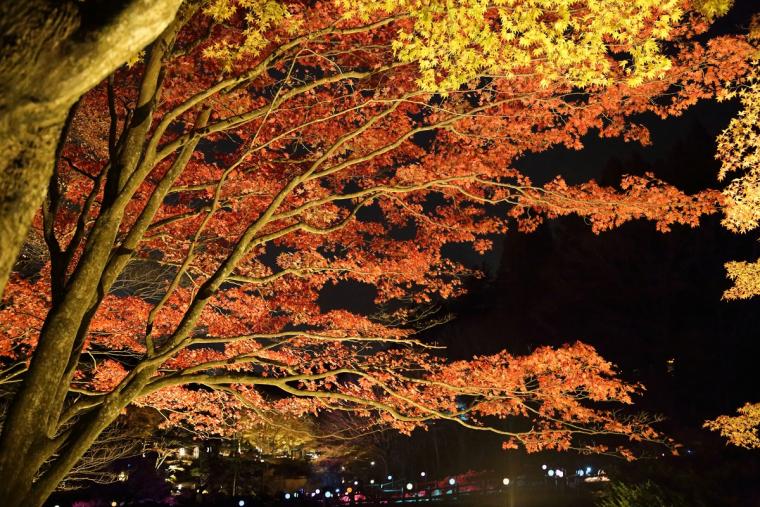 六甲高山植物園