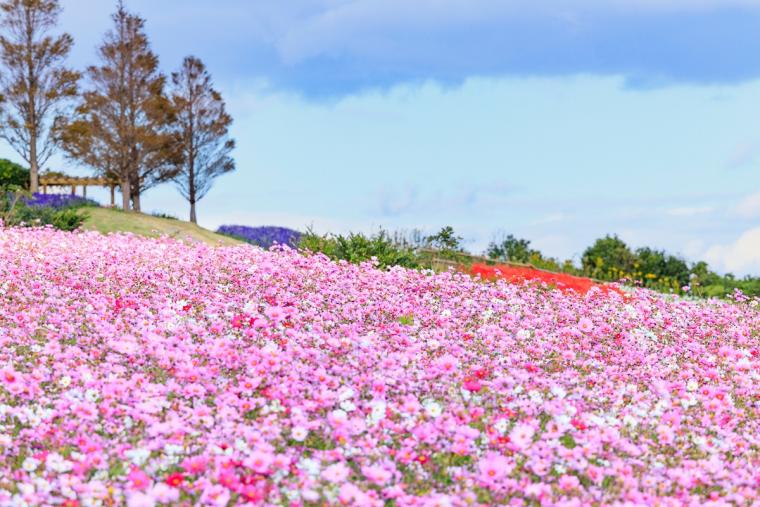 あわじ花さじき