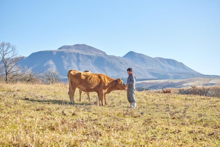 雄大な阿蘇の草原で育つ「あか牛」