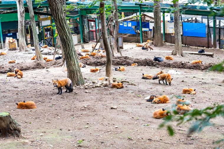 宮城蔵王キツネ村