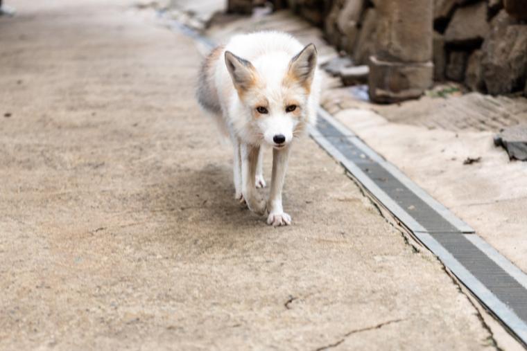 宮城蔵王キツネ村