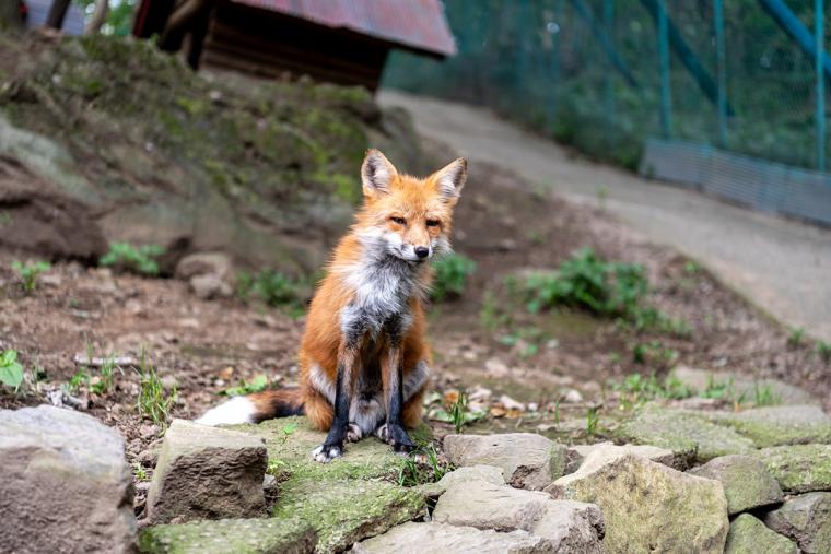 宮城蔵王キツネ村
