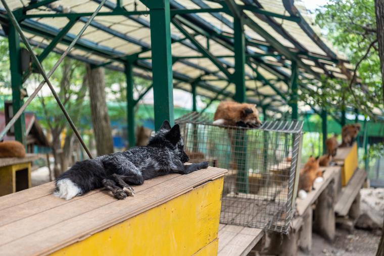宮城蔵王キツネ村
