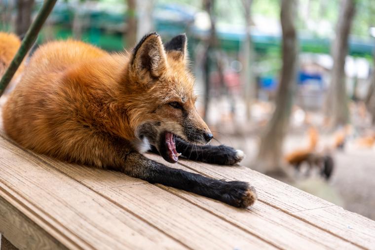 宮城蔵王キツネ村