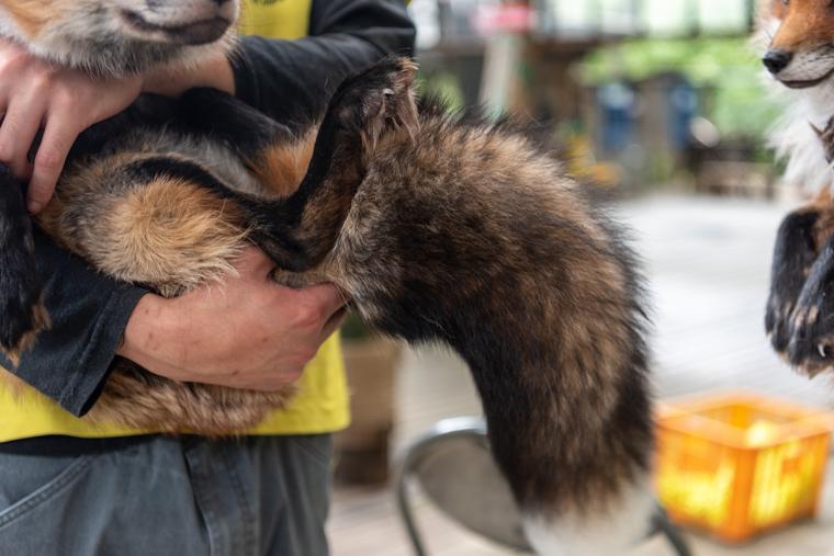 宮城蔵王キツネ村