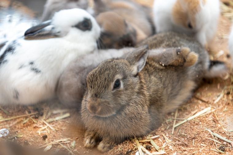 宮城蔵王キツネ村