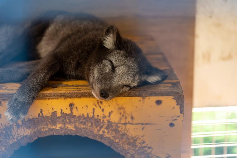 宮城蔵王キツネ村