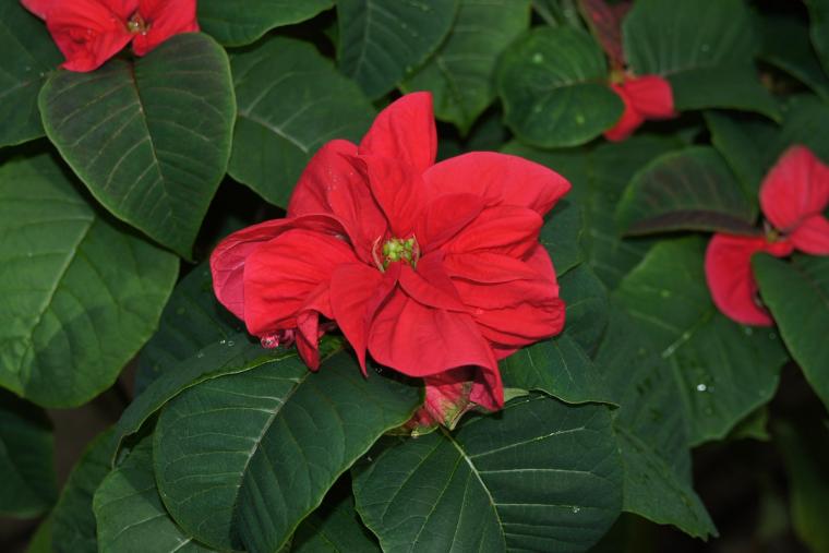 ポインセチア展