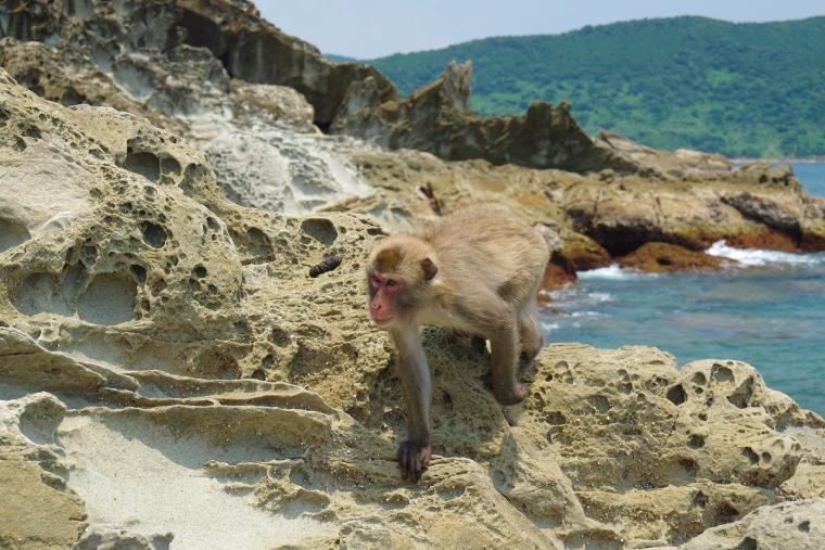 幸島のサル