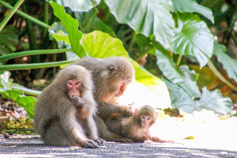 サンカラ屋久島 島内観光ツアー（西部林道）