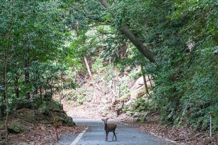 サンカラ屋久島 島内観光ツアー（西部林道）