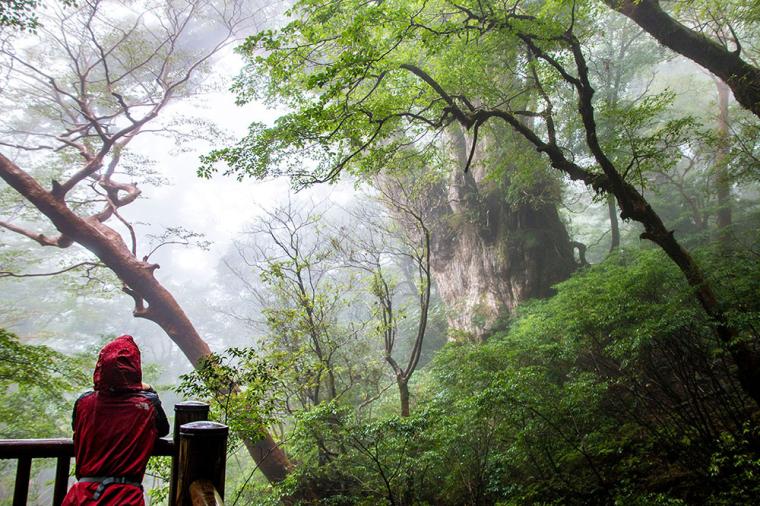 サンカラ屋久島 縄文杉トレッキングツアー