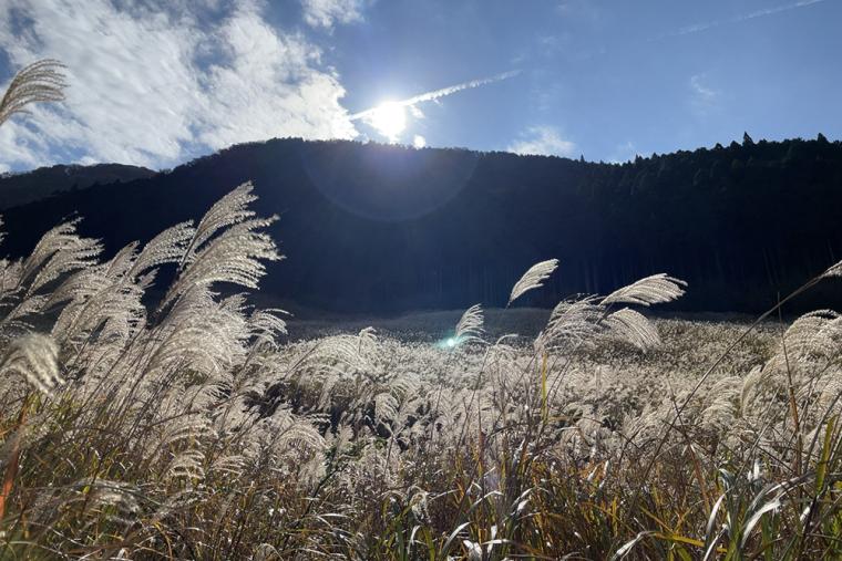仙石原すすき草原
