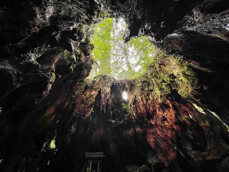 屋久島 ウィルソン株