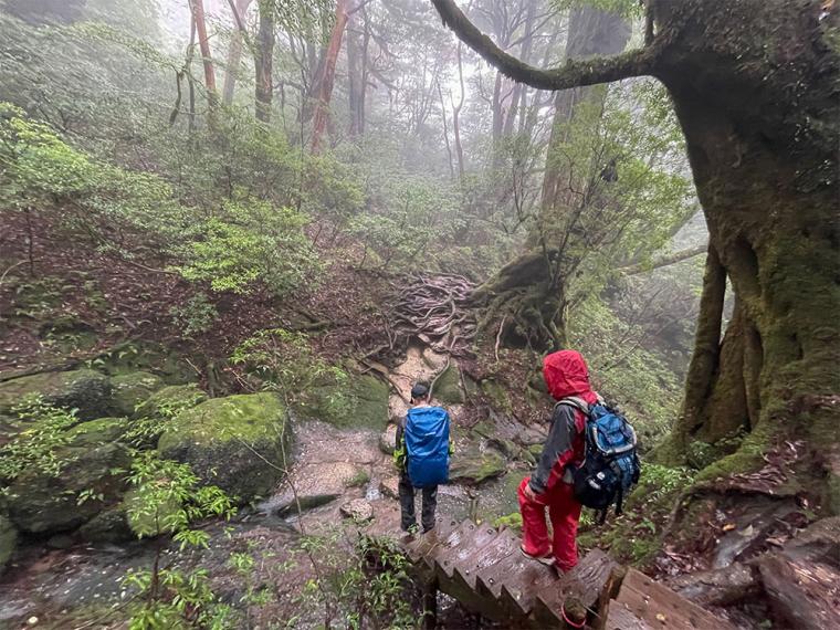 屋久島 縄文杉トレッキング