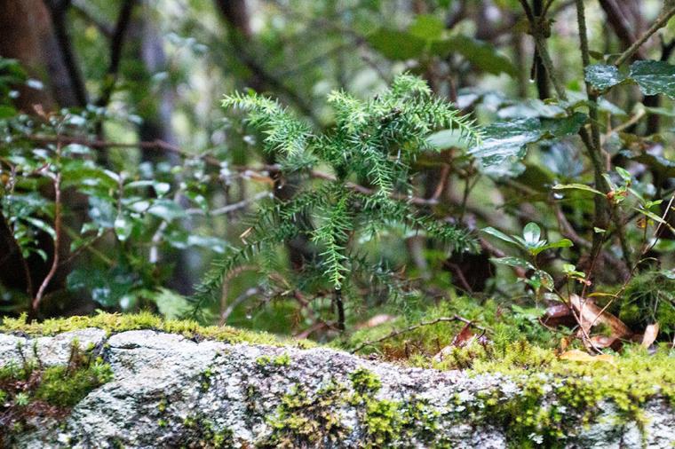 屋久島 縄文杉トレッキング