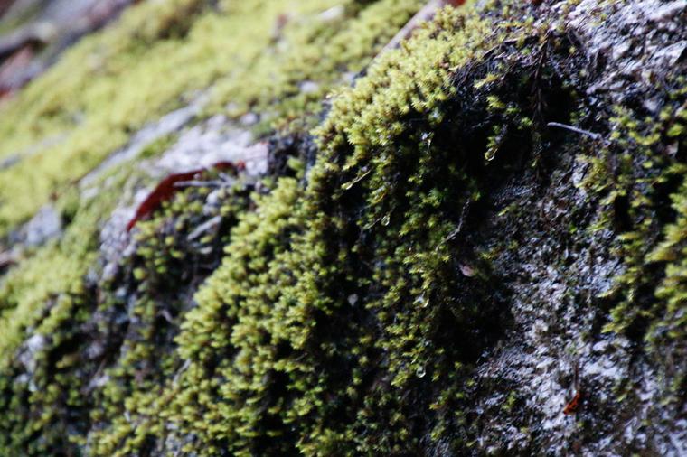 屋久島 縄文杉トレッキング
