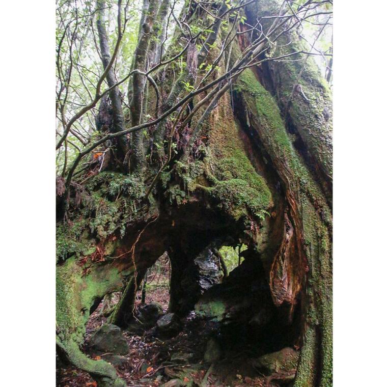 屋久島 三代杉