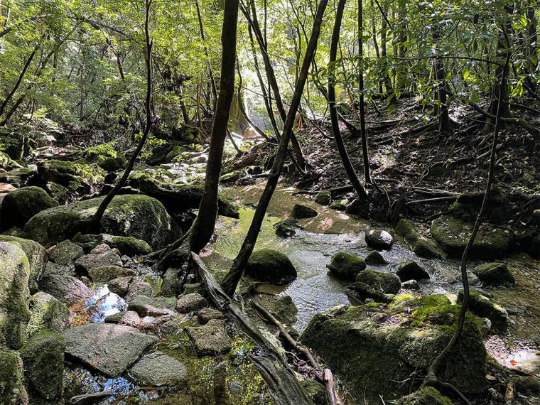 屋久島 縄文杉トレッキング