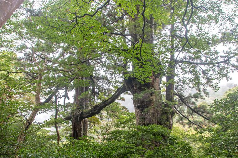 屋久島 夫婦杉