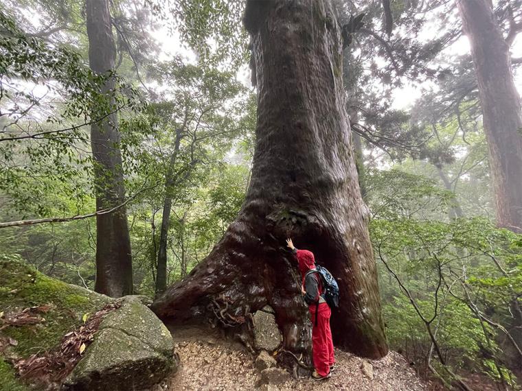 屋久島 触り杉
