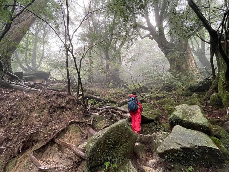 屋久島 縄文杉トレッキング